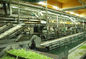 Gelee-Lebensmittelproduktions-Fließband, Nahrungsmittel-Verpackmaschine-hohe Leistungsfähigkeit fournisseur