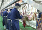 Ziegen-Hammelfleisch-aufgeteiltes Fleisch-Fertigungsstraße-Gemetzel, das ganze Verarbeitungsart übermittelt fournisseur